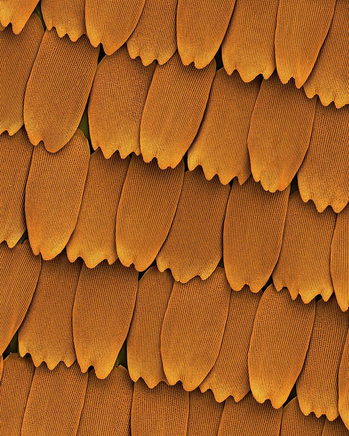 Monarch Butterfly Wing Scales Photograph by Dennis Kunkel Microscopy/science Photo Library