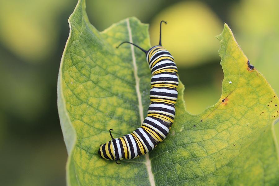 Monarch Caterpillar #2 Photograph by Lucinda VanVleck