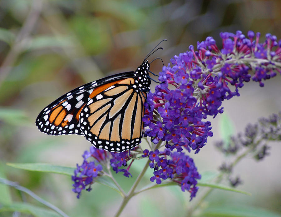 Monarch #3 Photograph by David Armstrong