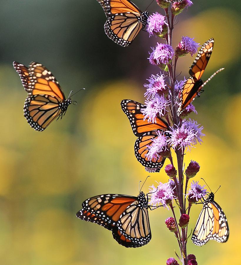 Monarch Migration #1 Photograph by John Dart