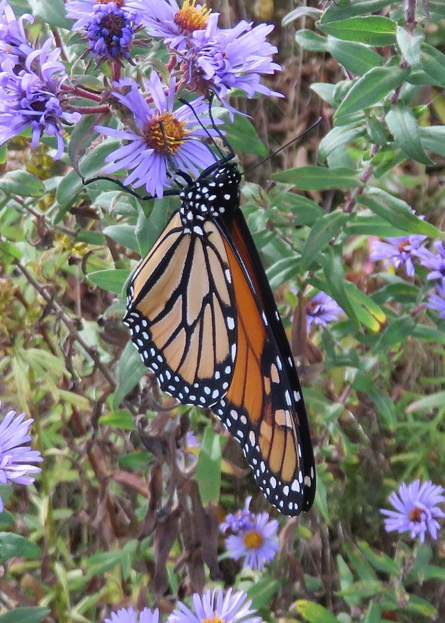 Monarch on Aster #3 Photograph by Lucinda VanVleck