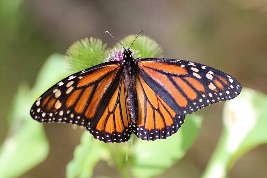 Monarch on Burdock #2 Photograph by Lucinda VanVleck
