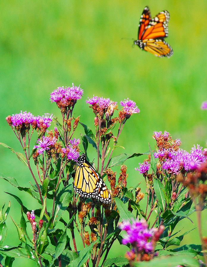 Monarchs #1 Photograph by Janice Adomeit