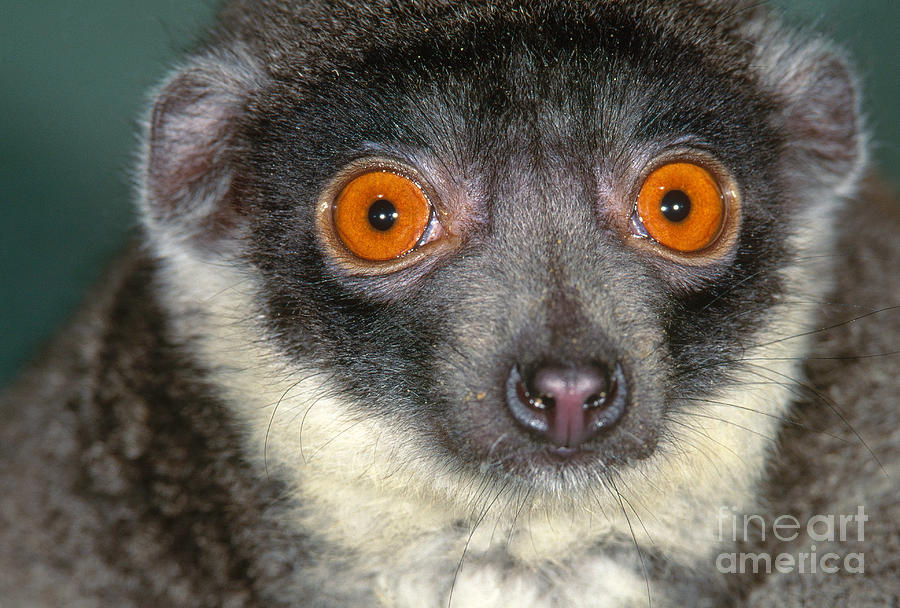 mongoose lemur