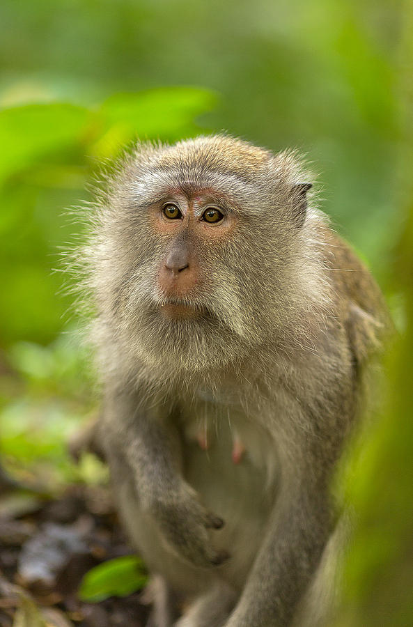 Monkey - Bali #1 Photograph by Matthew Onheiber