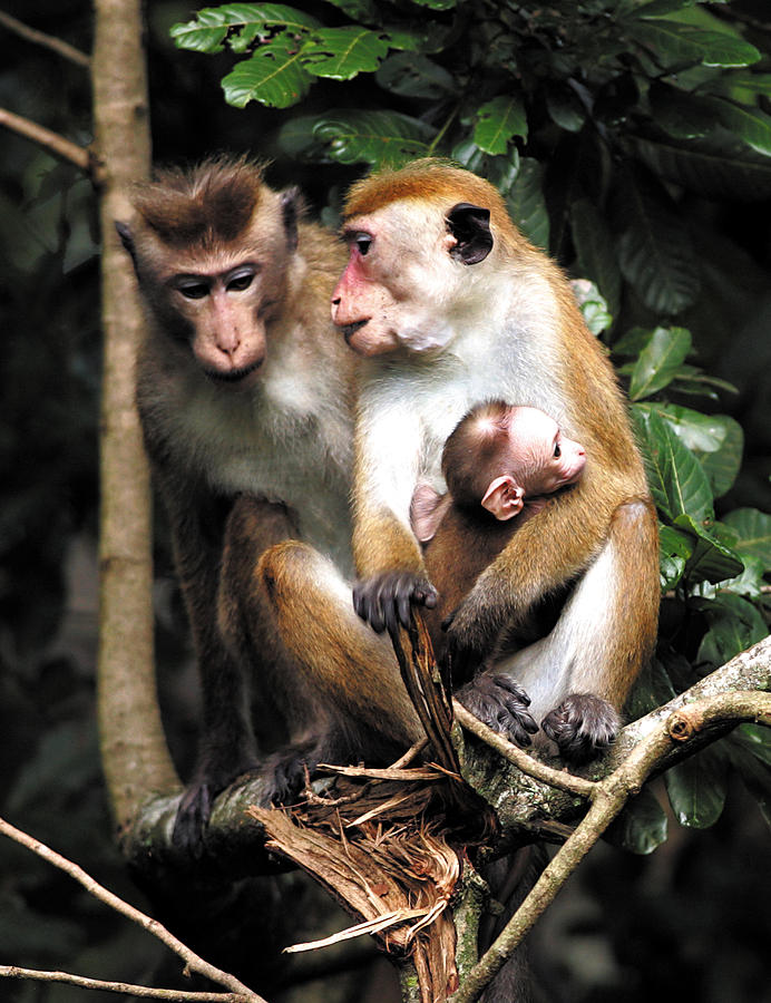  Monkey Family  Photograph by Anuruddha Lokuhapuarachchi
