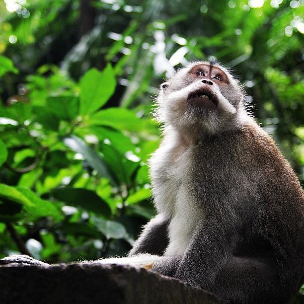 Summer Photograph - #monkey #forest #ubud #bali #indonesia #1 by Fajar Triwahyudi