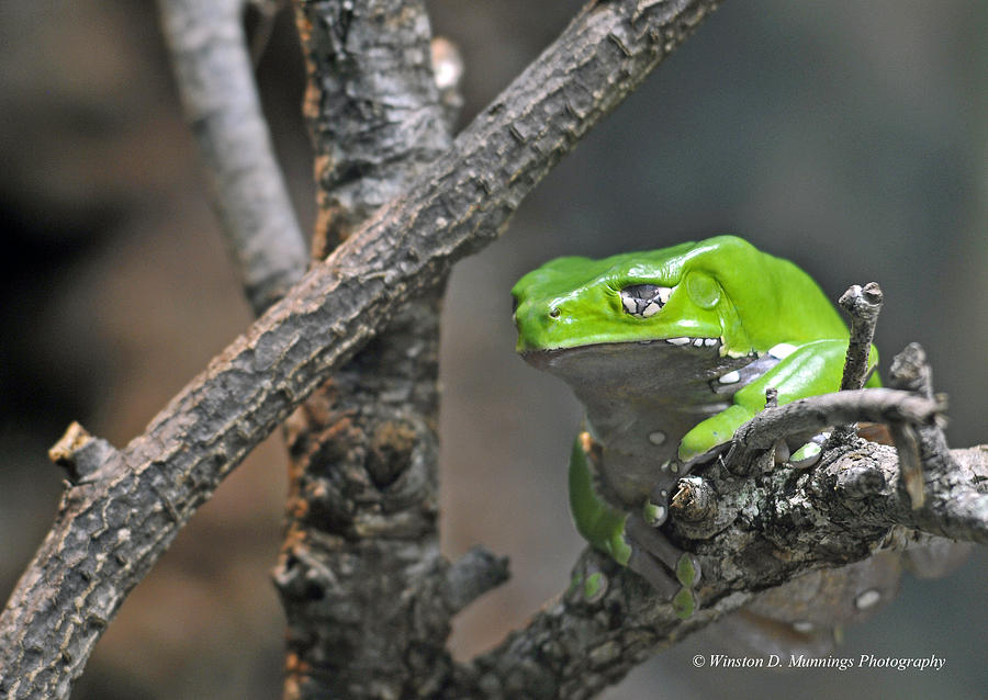 Monkey Frog #1 Photograph by Winston D Munnings