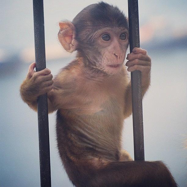Monkey Photograph - #monkey #gibraltar #1 by Georgina Moore