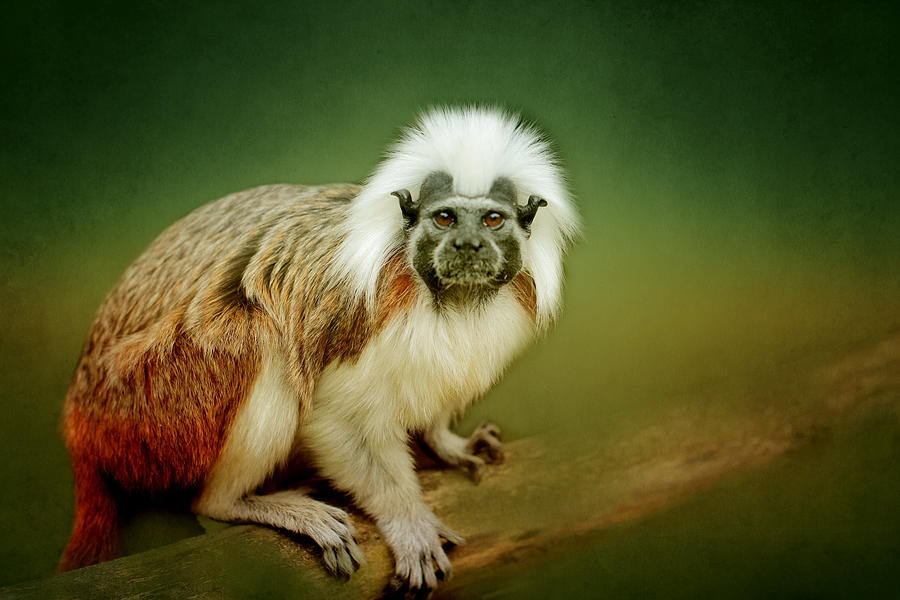 Animal Photograph - Monkey #1 by Heike Hultsch