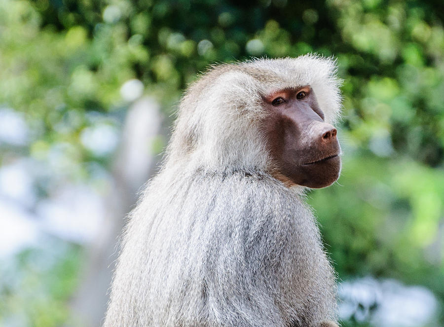 Monkey #1 Photograph by John Johnson