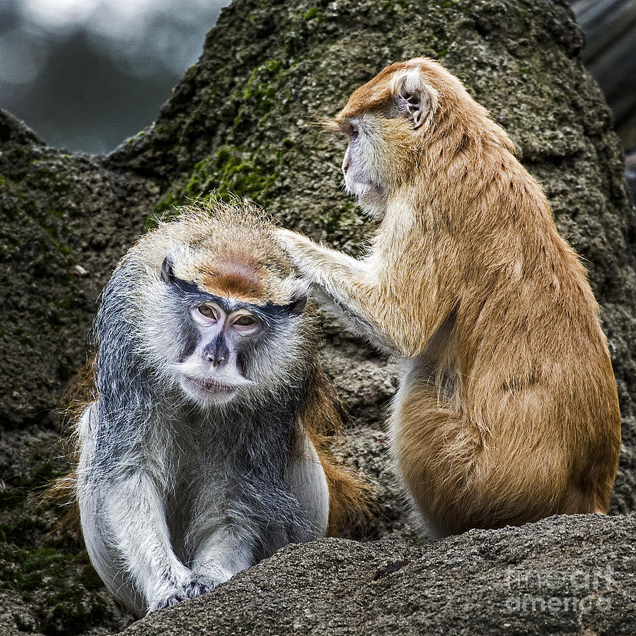 Monkey Monkey #2 Photograph by Sonya Lang