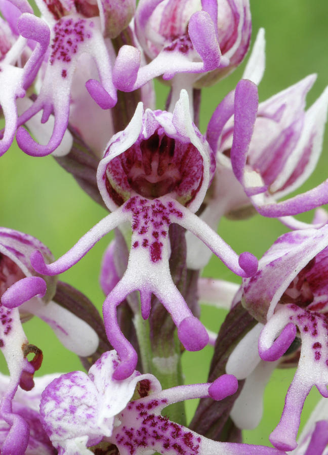 Monkey Orchid (orchis Simia) #1 Photograph by John Devries/science Photo Library