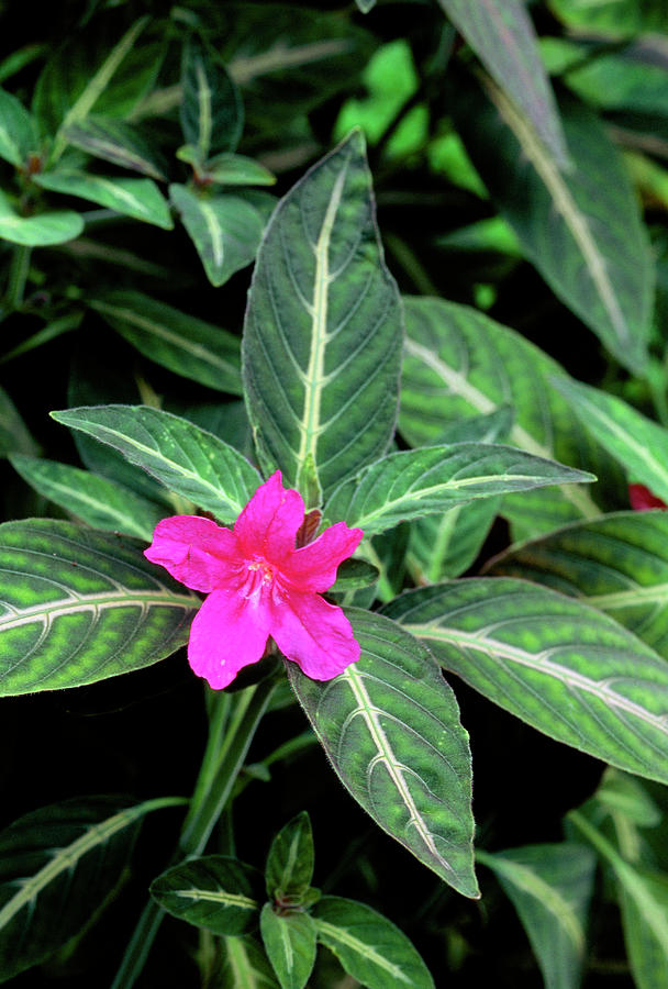 Monkey Plant (ruellia Makoyana) Photograph by Mike Danson/science Photo ...