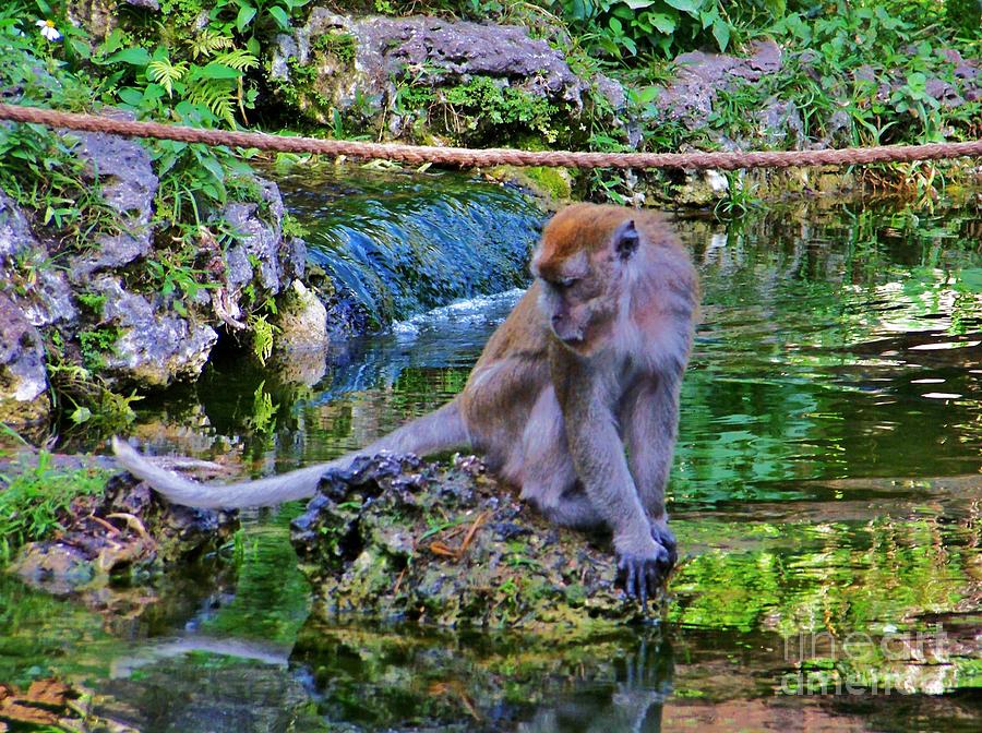 Wildlife Photograph - Monkey See #2 by Chuck Hicks
