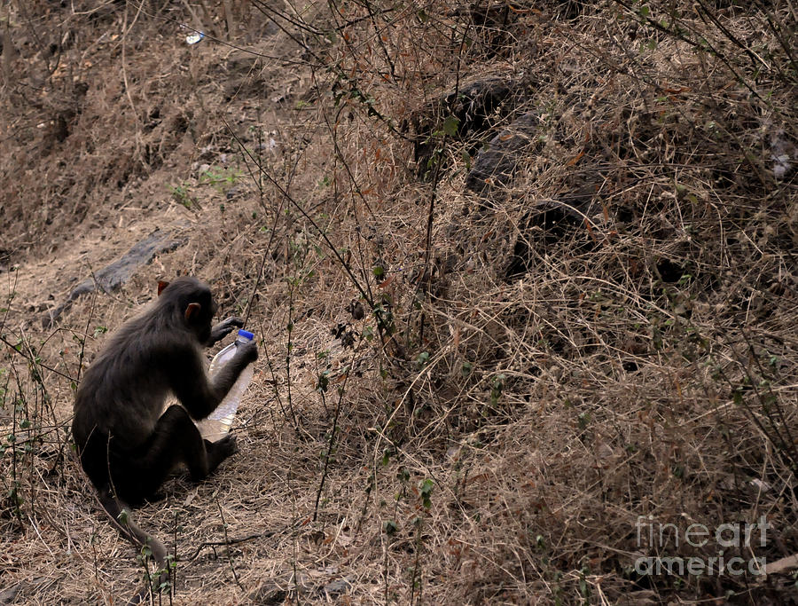 Monkey Photograph - Monkey See Monkey Do #1 by Matthew Naiden