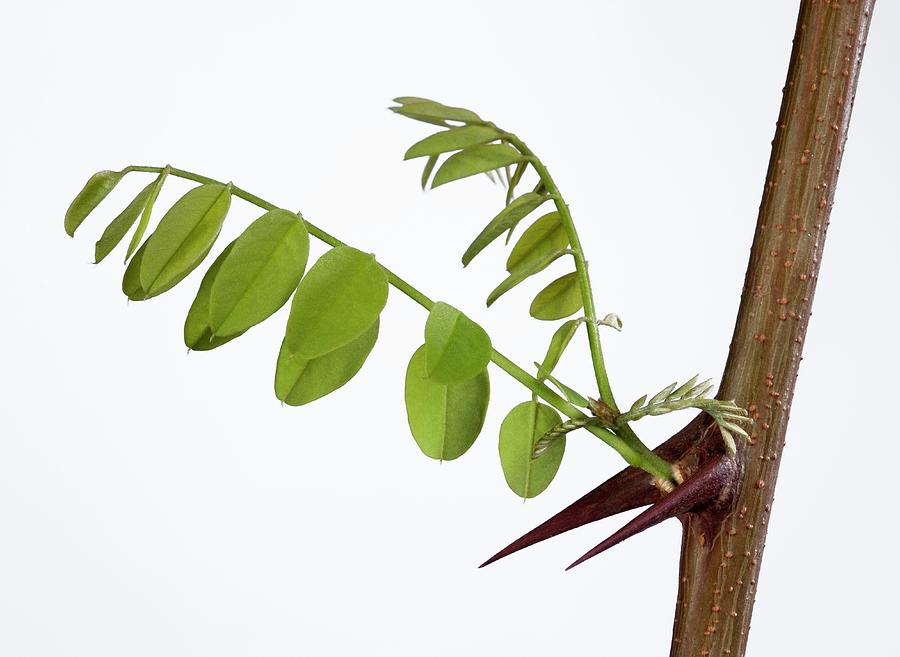 Monkey Thorn (acacia Sp.) Tree New Growth #1 by Pascal Goetgheluck ...