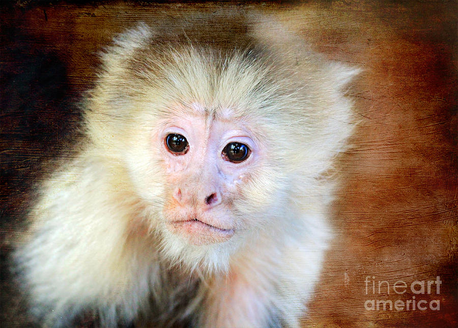 Monkey #1 Photograph by Trina  Ansel