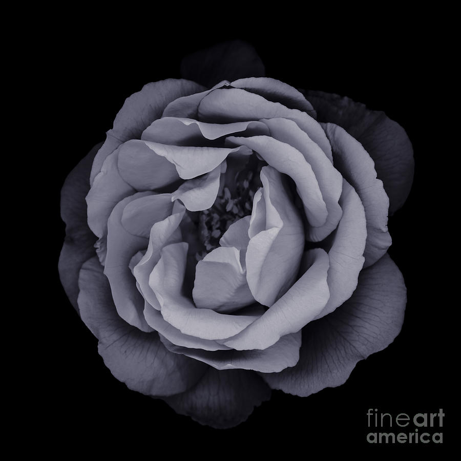 Monochrome Rose #1 Photograph by Oscar Gutierrez