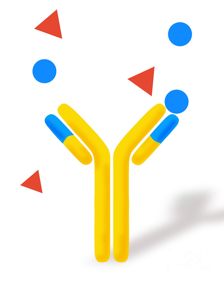 Monoclonal Antibodies Photograph By Monica Schroeder Science Source