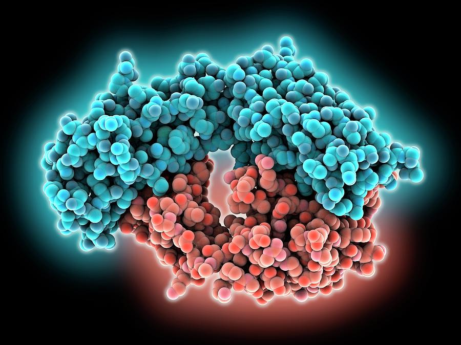 monal clonal antibody