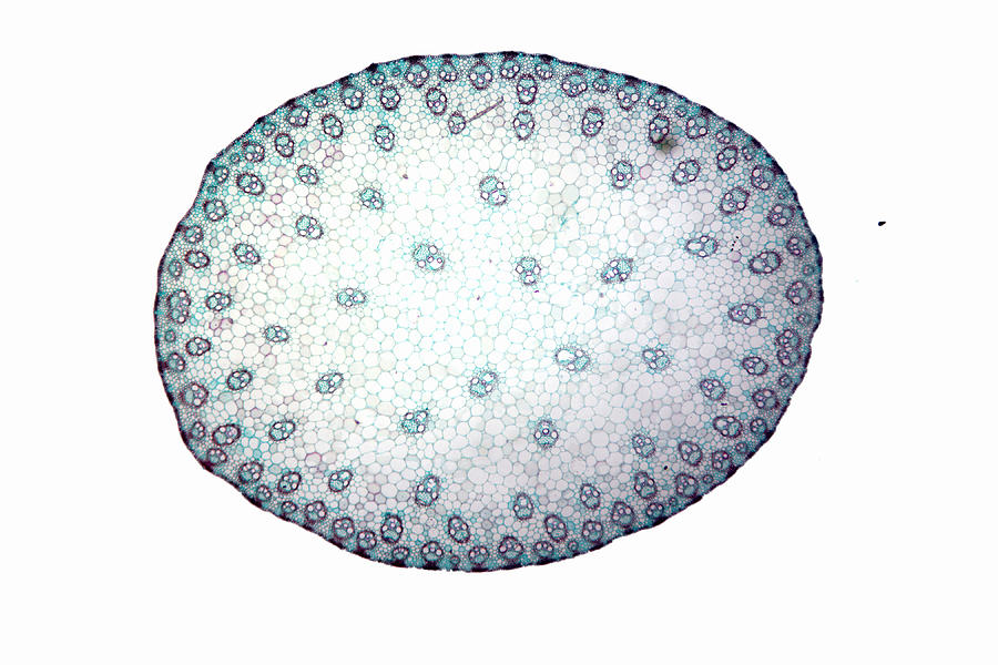 Monocot Stem Cross Section. Lm 1 Photograph by Science Stock