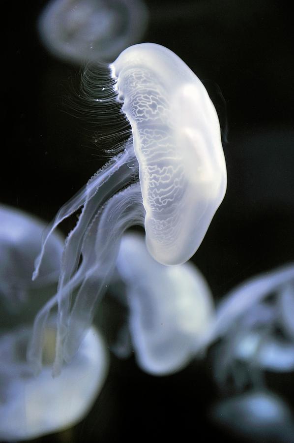 Animal Photograph - Moon Jellyfish #1 by Bildagentur-online/mcphoto-schulz