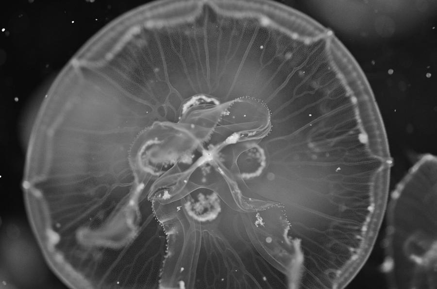 Moon Jellyfish - Black and White #1 Photograph by Marianna Mills