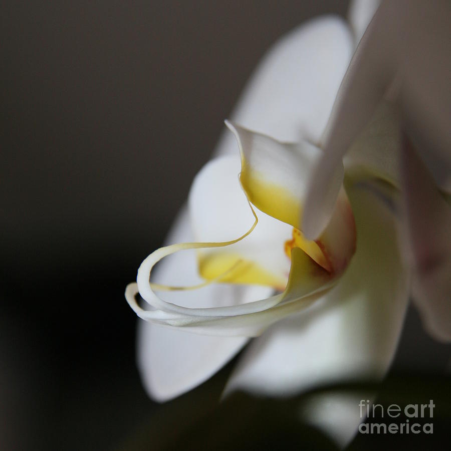 Flower Photograph - Moon Orchid Magic  by Neal Eslinger
