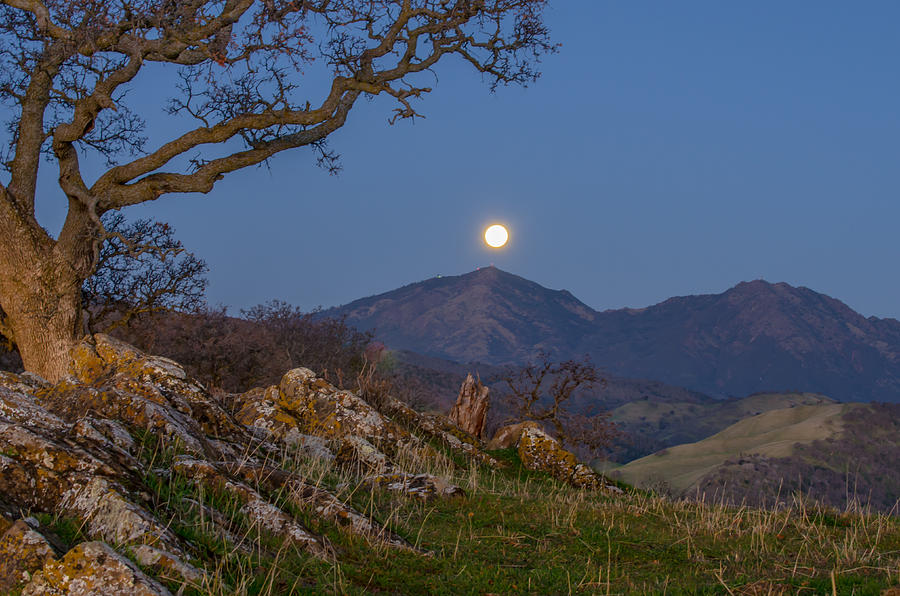 Tree Photograph - Moon Over Mt Diablo #1 by Marc Crumpler
