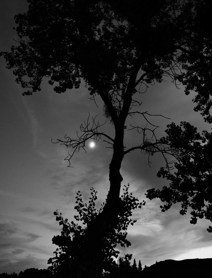Moon Tree #1 Photograph by Marilyn MacCrakin