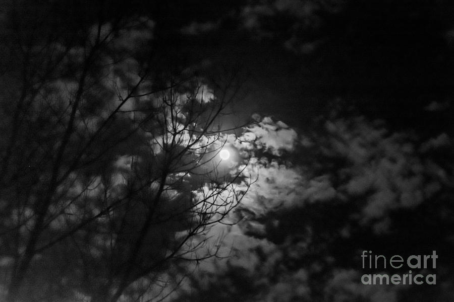 Moonlight #1 Photograph by Cheryl Baxter