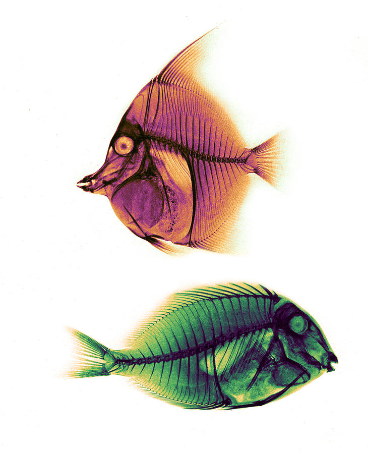 Moorish Idol, Bluelined Surgeonfish #1 Photograph by Science Source