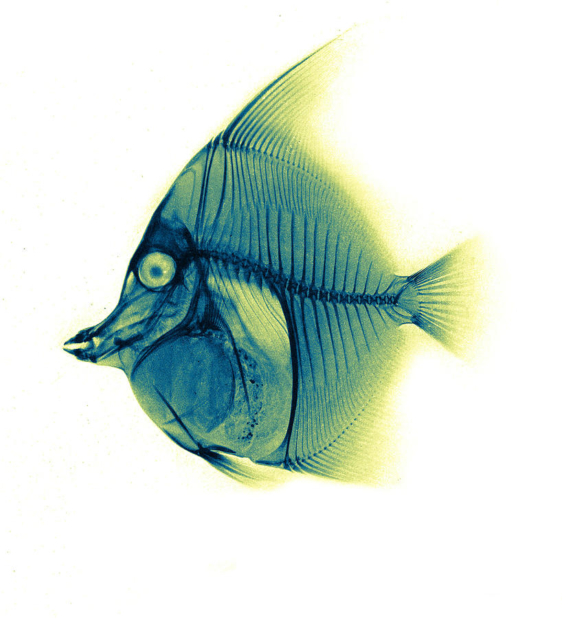 Moorish Idol Fish, X-ray, 1896 #1 Photograph by Science Source