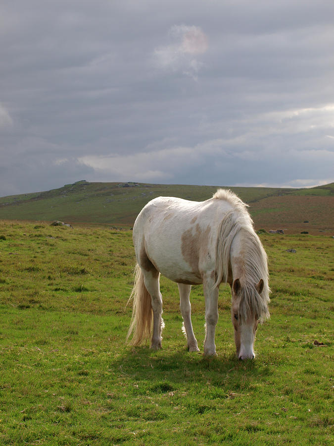 Moorland Pony, Davidstow, Bodmin Moor #1 Photograph by Nik Taylor