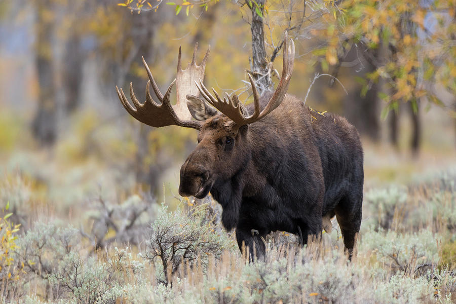 Moose, Alces Alces, Bull In Fall, Grand Photograph by Richard and Susan ...