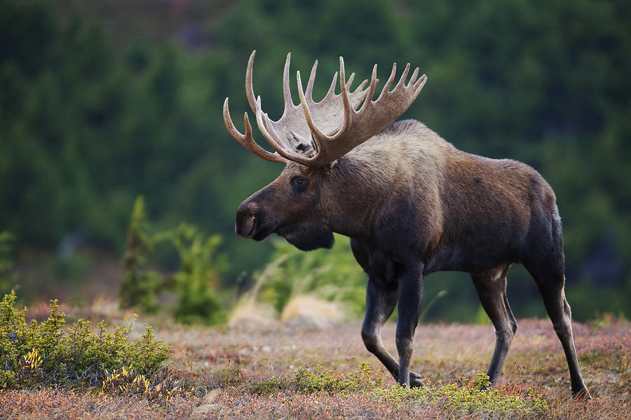 Moose Photograph - Moose Bull Walking On Autumn Tundra #1 by Milo Burcham