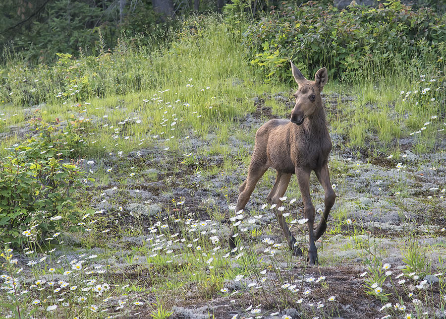 Moose Calf #1 Photograph by Wade Aiken