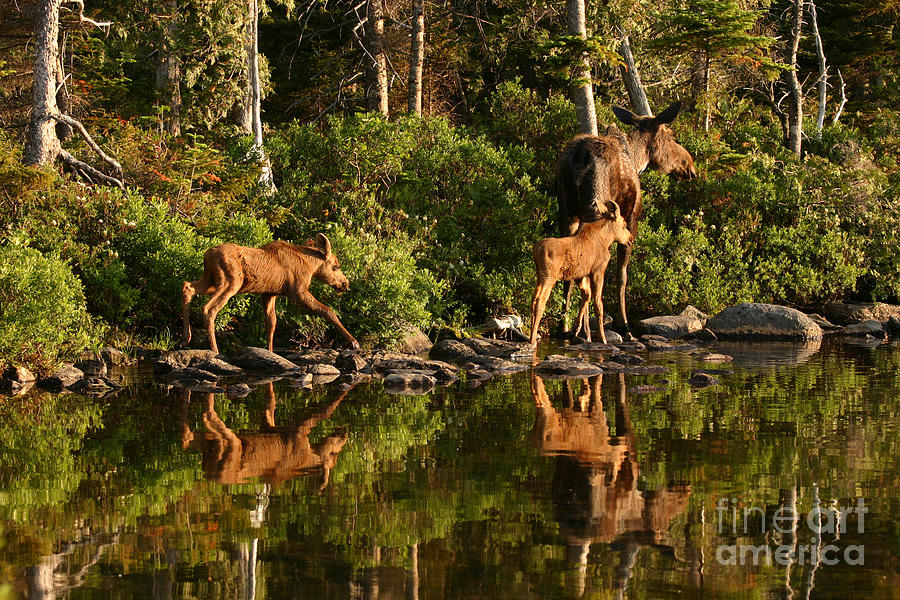 Moose Family Photograph by Jeannette Hunt