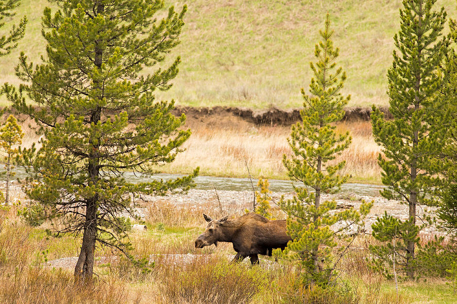 Moose in Yellowstone #1 Photograph by Natural Focal Point Photography