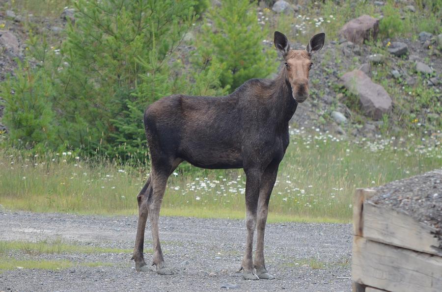 Moose #1 Photograph by James Petersen