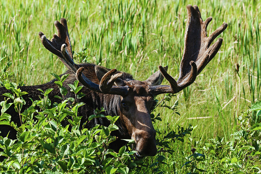Moose Near Lake Opeongo, Algonquin #1 Photograph by Carl Bruemmer
