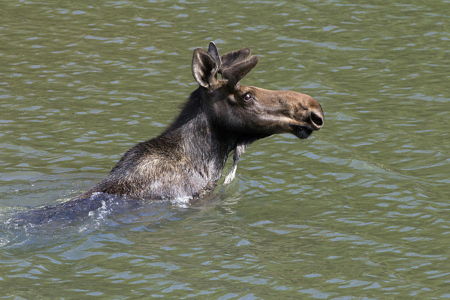 Moose Swimming #1 Photograph by Greg Ochocki