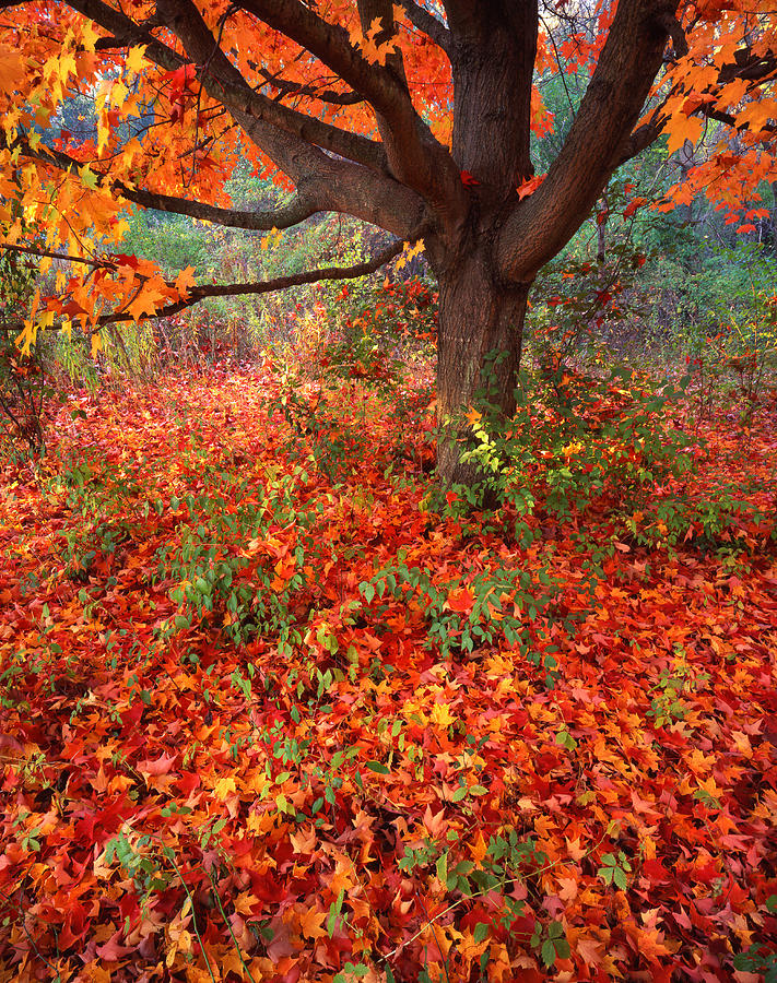 Moraine Maple #1 Photograph by Ray Mathis