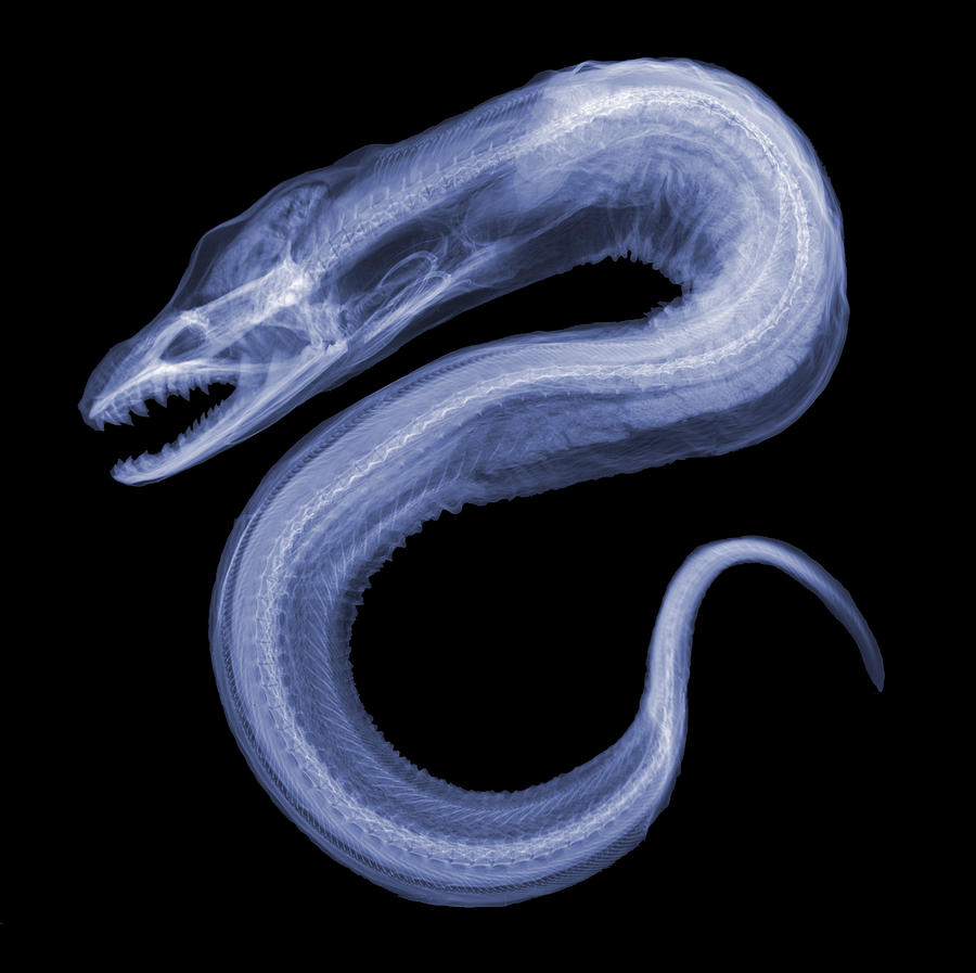 Moray Eel, X-ray #1 Photograph by Ted Kinsman