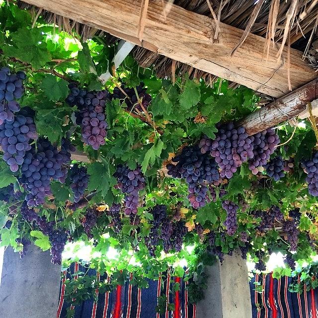 Grape Photograph - More Grape Vines #grapes #vines #1 by Nikita Shah