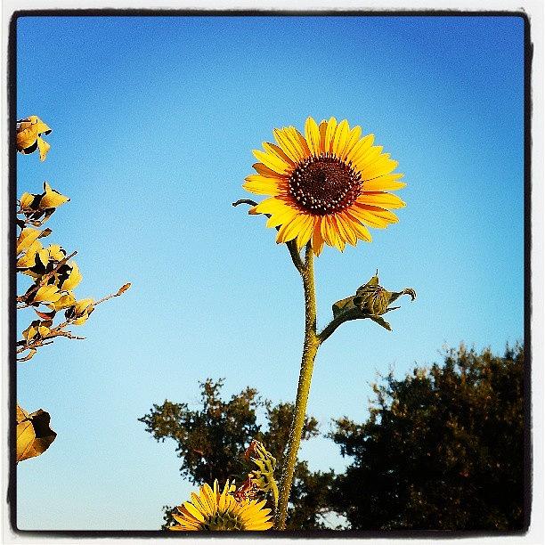 Summer Photograph - More Sunflowers!  #summer #texas #1 by Tessa Howington