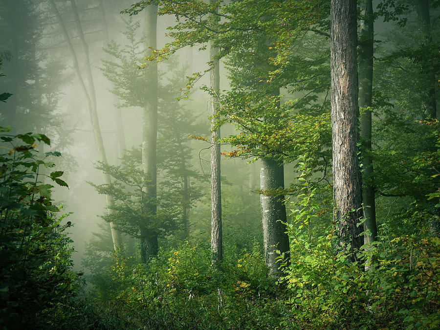 Morning Fog In The Forest #1 Photograph by Photography By Daniel Frauchiger, Switzerland
