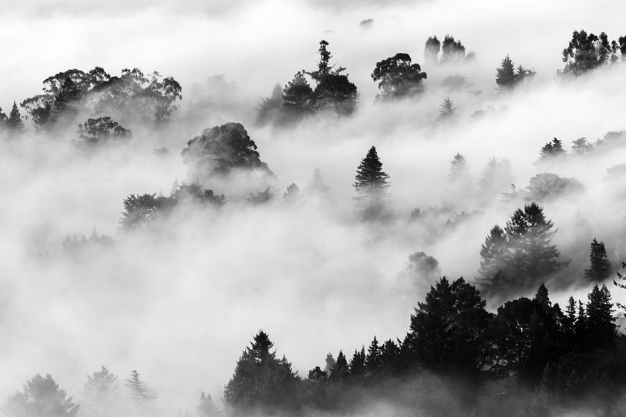 Morning Fog - Marin Headlands #1 Photograph by David Yu