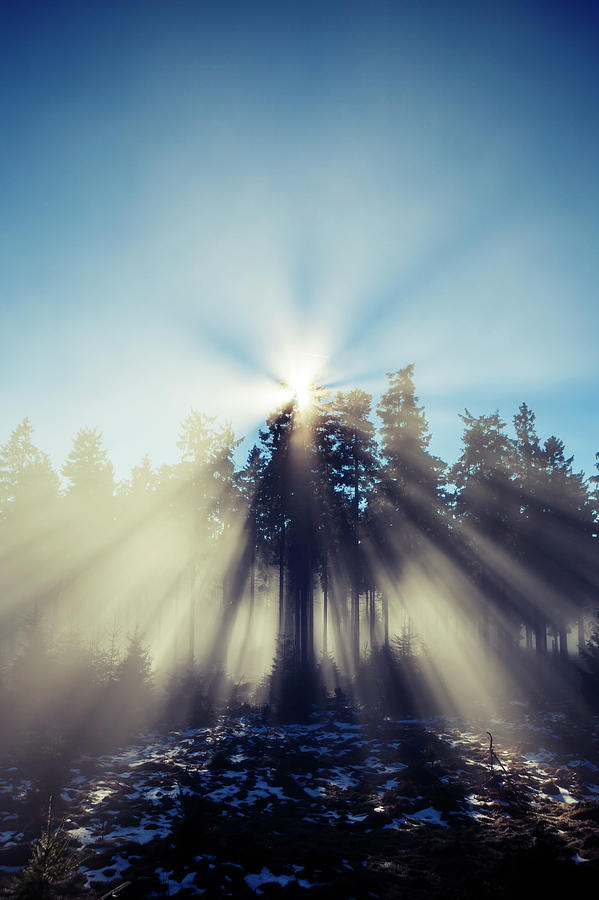 Morning Fog, Sunbeams In Forest #1 Photograph by Ollo